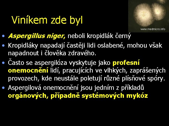 Viníkem zde byl www. medmicro. info • Aspergillus niger, neboli kropidlák černý • Kropidláky