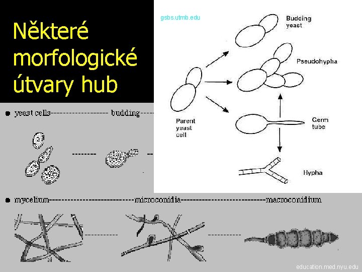 Některé morfologické útvary hub gsbs. utmb. education. med. nyu. edu 