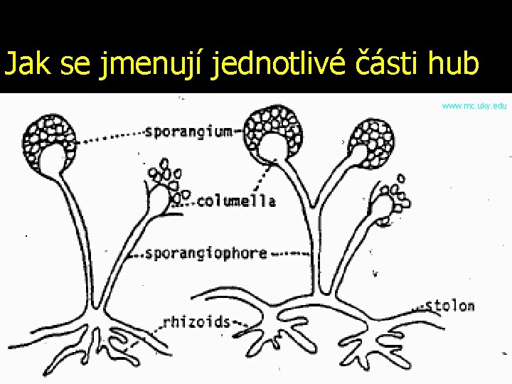 Jak se jmenují jednotlivé části hub www. mc. uky. edu 