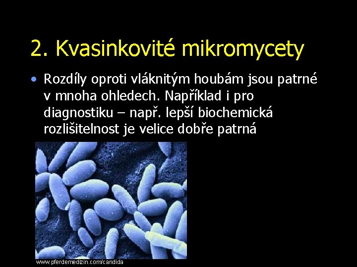 2. Kvasinkovité mikromycety • Rozdíly oproti vláknitým houbám jsou patrné v mnoha ohledech. Například