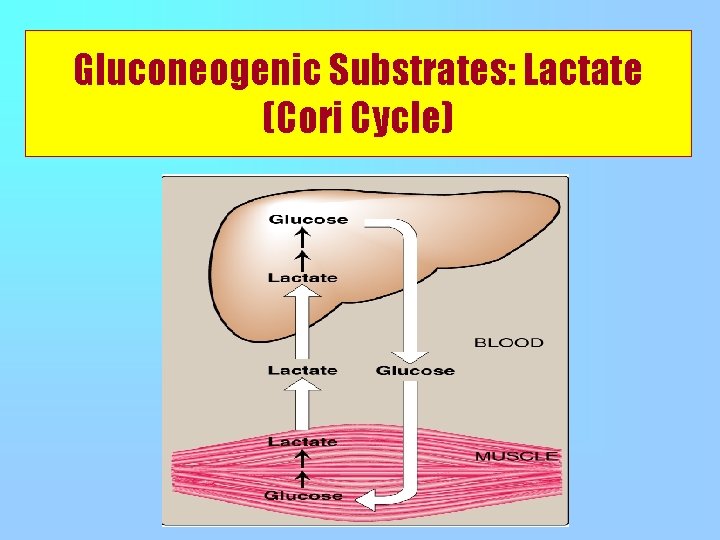 Gluconeogenic Substrates: Lactate (Cori Cycle) 
