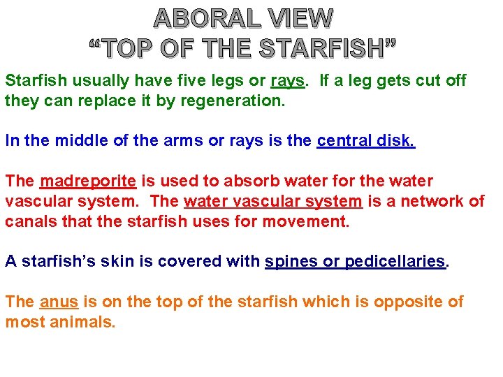 ABORAL VIEW “TOP OF THE STARFISH” Starfish usually have five legs or rays. If ABORAL VIEW “TOP OF THE STARFISH” Starfish usually have five legs or rays. If