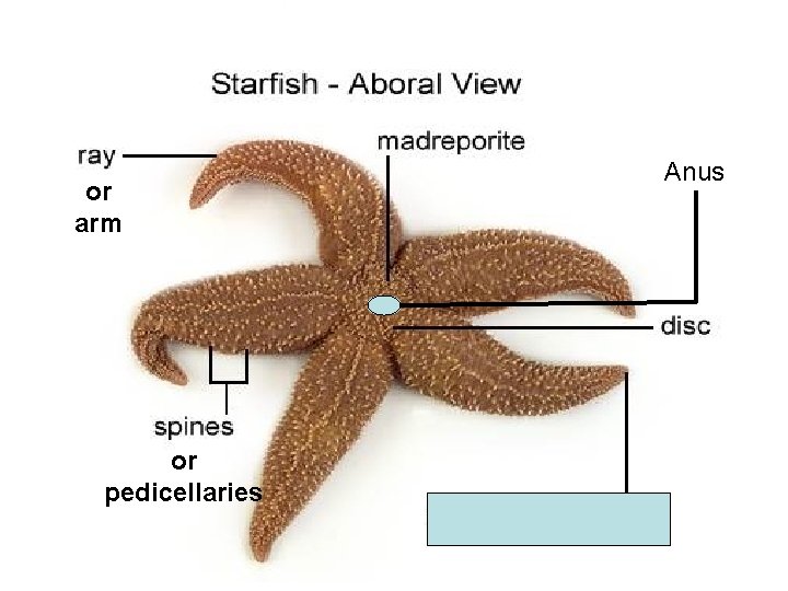 or arm or pedicellaries Anus or arm or pedicellaries Anus