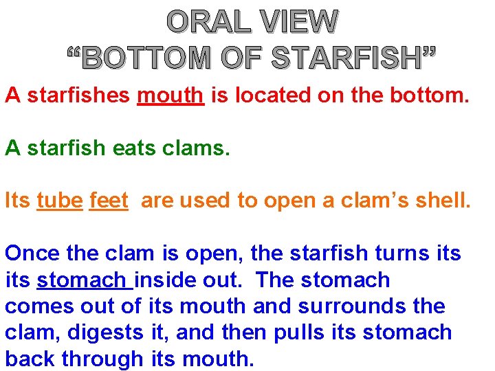 ORAL VIEW “BOTTOM OF STARFISH” A starfishes mouth is located on the bottom. A ORAL VIEW “BOTTOM OF STARFISH” A starfishes mouth is located on the bottom. A