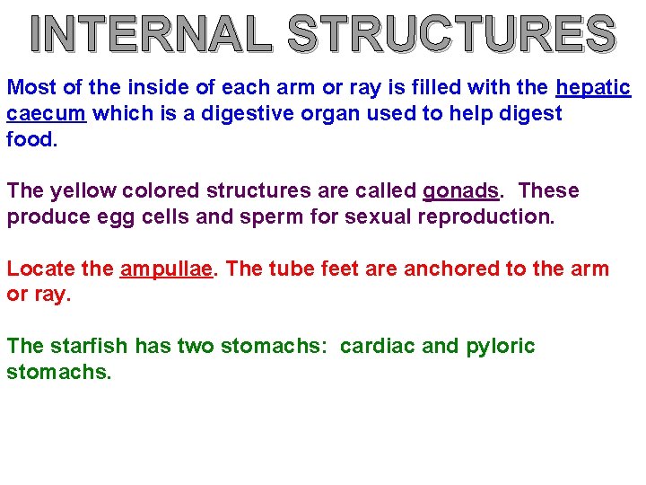 INTERNAL STRUCTURES Most of the inside of each arm or ray is filled with INTERNAL STRUCTURES Most of the inside of each arm or ray is filled with