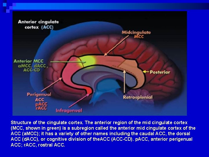 Structure of the cingulate cortex. The anterior region of the mid cingulate cortex (MCC,