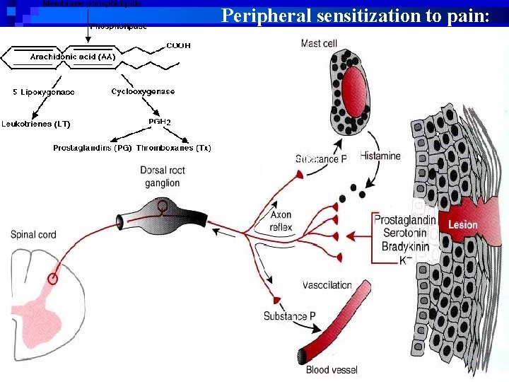 Peripheral sensitization to pain: CGRP 