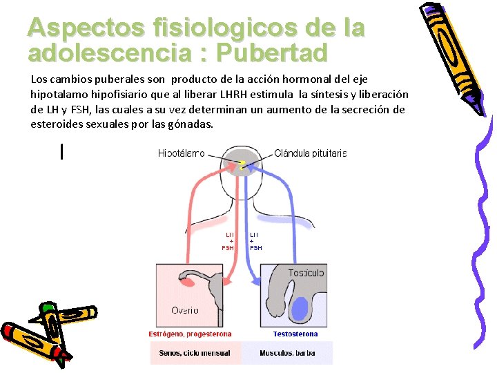 Aspectos fisiologicos de la adolescencia : Pubertad Los cambios puberales son producto de la