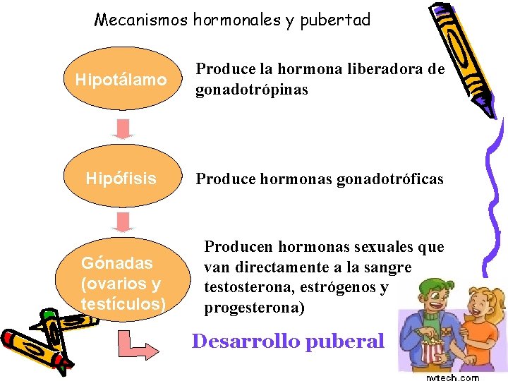 Mecanismos hormonales y pubertad Hipotálamo Produce la hormona liberadora de gonadotrópinas Hipófisis Produce hormonas