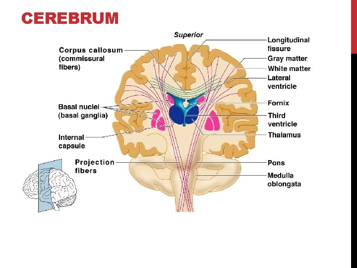 CEREBRUM 