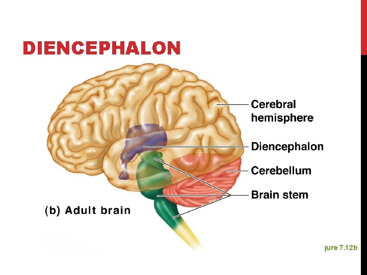 DIENCEPHALON Figure 7. 12 b 