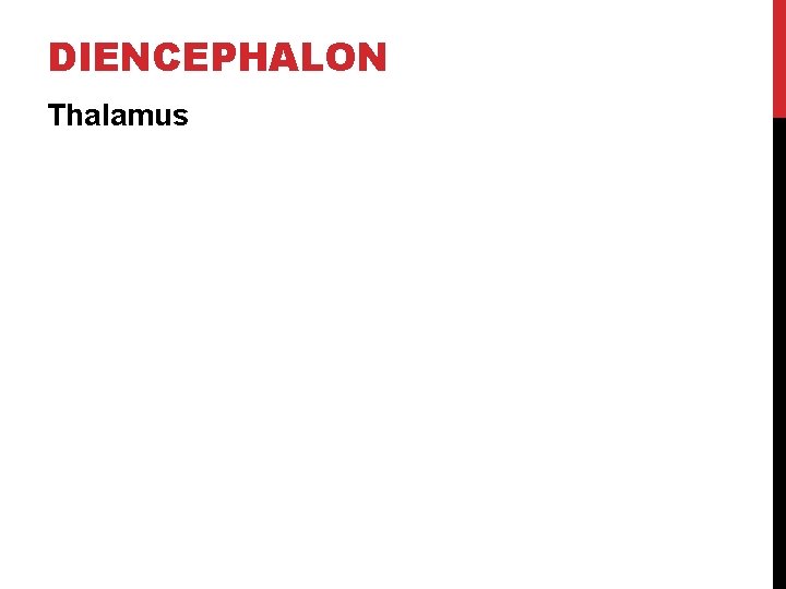 DIENCEPHALON Thalamus 