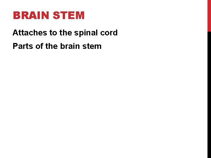 BRAIN STEM Attaches to the spinal cord Parts of the brain stem 