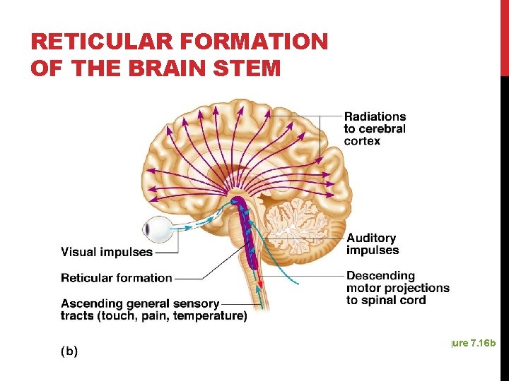 RETICULAR FORMATION OF THE BRAIN STEM Figure 7. 16 b 