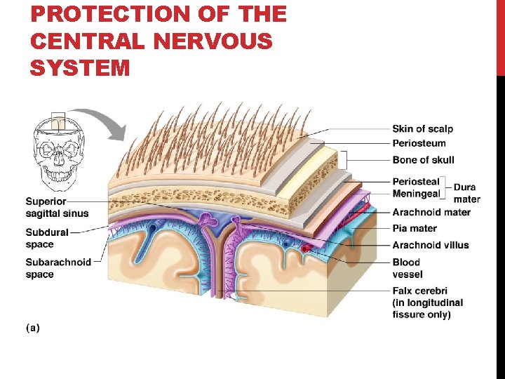 PROTECTION OF THE CENTRAL NERVOUS SYSTEM 