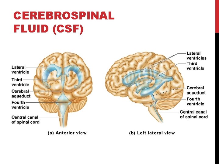 CEREBROSPINAL FLUID (CSF) 