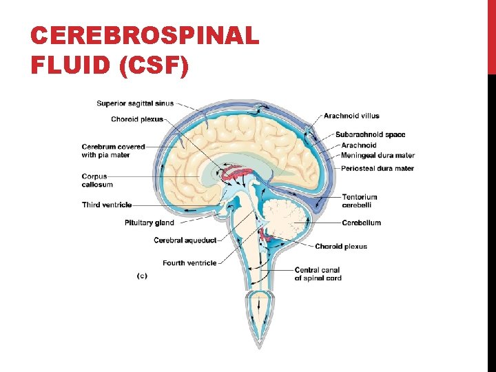 CEREBROSPINAL FLUID (CSF) 