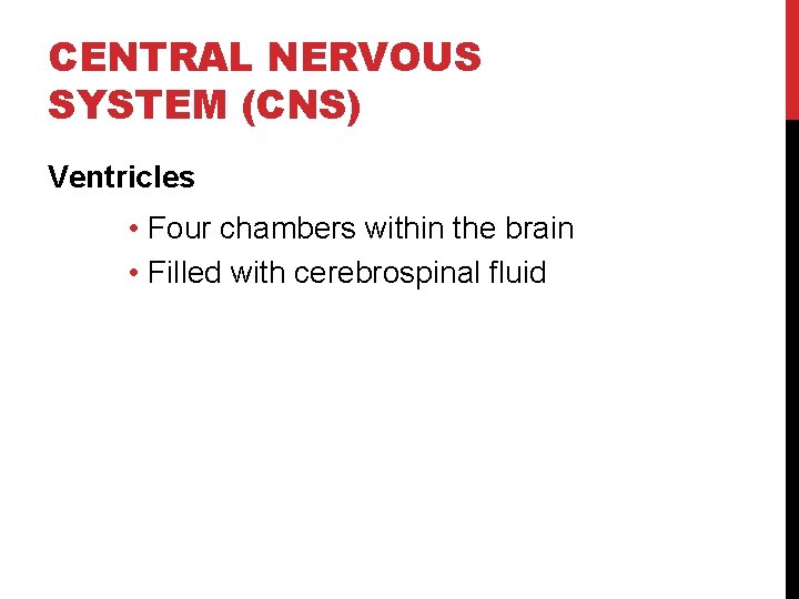 CENTRAL NERVOUS SYSTEM (CNS) Ventricles • Four chambers within the brain • Filled with