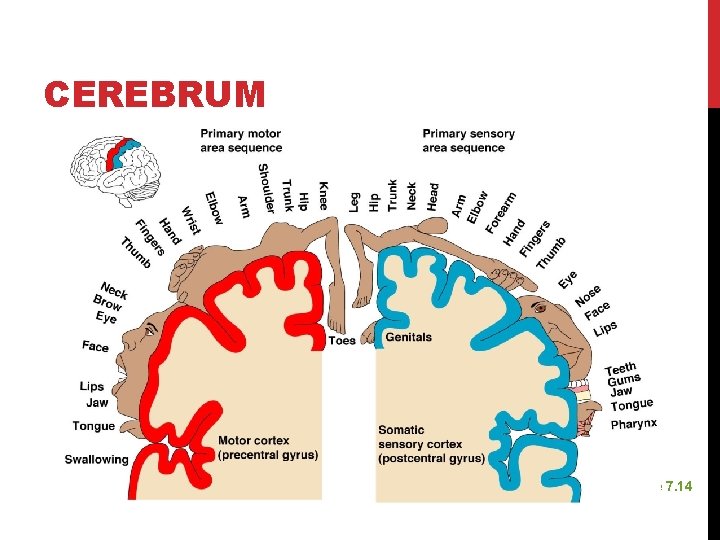 CEREBRUM Figure 7. 14 