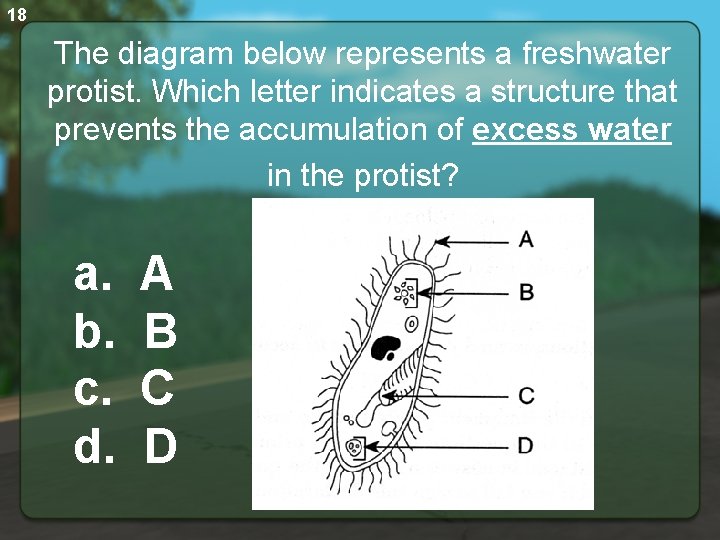 18 The diagram below represents a freshwater protist. Which letter indicates a structure that