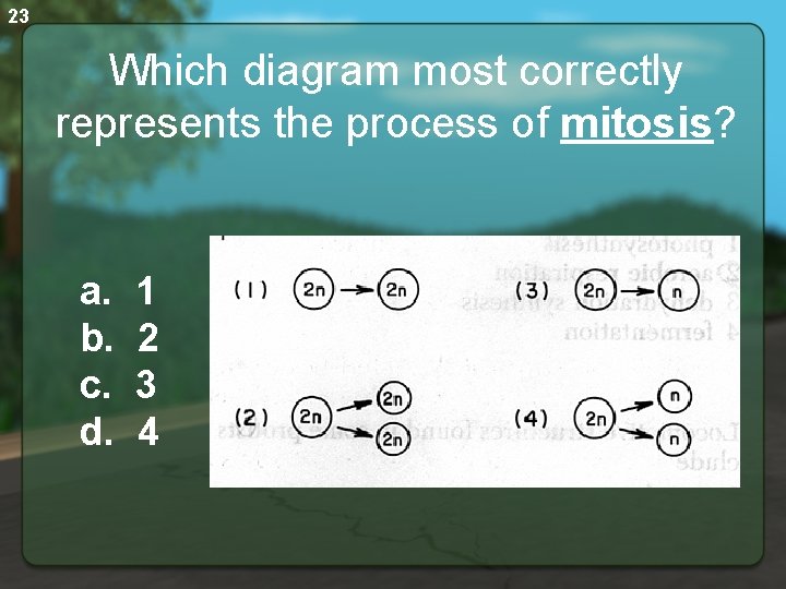 23 Which diagram most correctly represents the process of mitosis? a. 1 b. 2