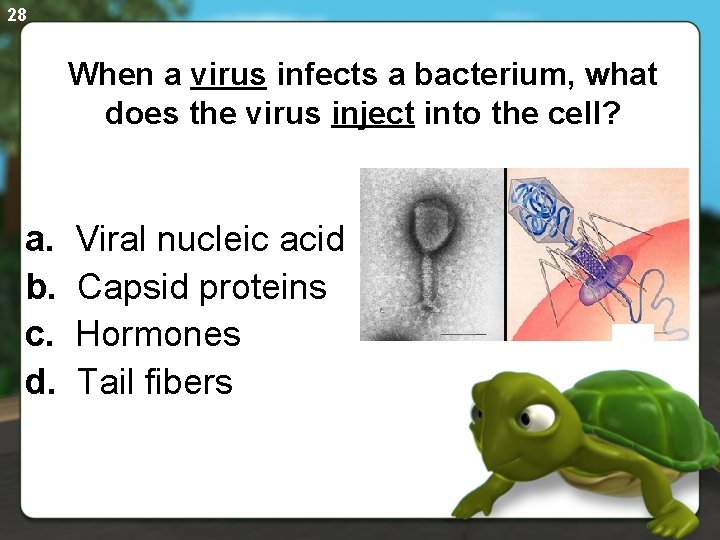 28 When a virus infects a bacterium, what does the virus inject into the