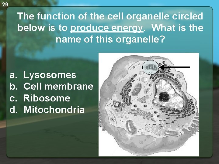 29 The function of the cell organelle circled below is to produce energy. What