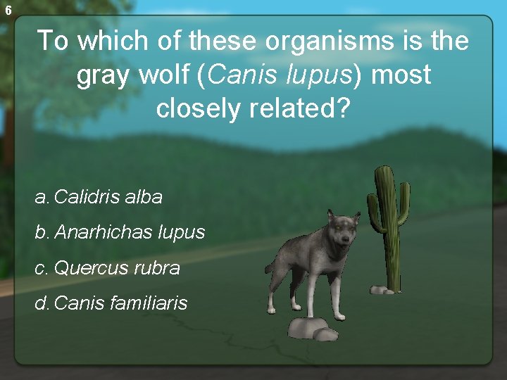 6 To which of these organisms is the gray wolf (Canis lupus) most closely