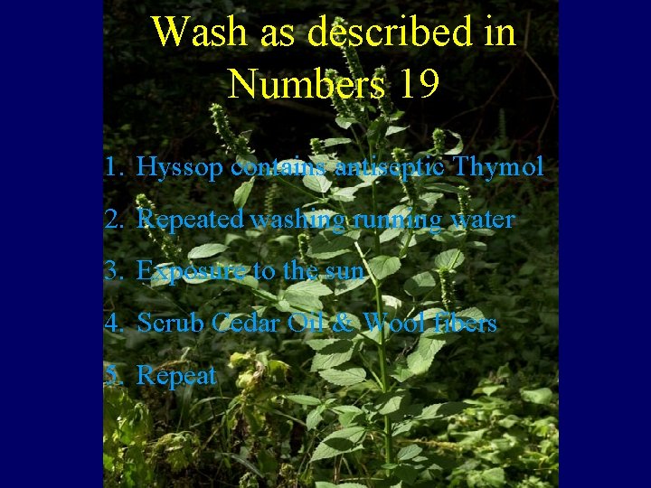 Wash as described in Numbers Hyssop 19 1. Hyssop contains antiseptic Thymol 2. Repeated