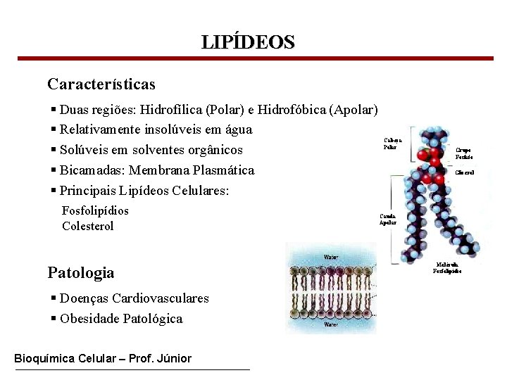 LIPÍDEOS Características § Duas regiões: Hidrofílica (Polar) e Hidrofóbica (Apolar) § Relativamente insolúveis em