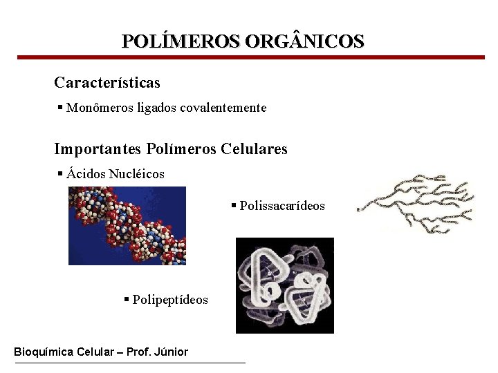 POLÍMEROS ORG NICOS Características § Monômeros ligados covalentemente Importantes Polímeros Celulares § Ácidos Nucléicos