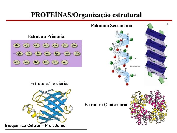 PROTEÍNAS/Organização estrutural Estrutura Secundária Estrutura Primária Estrutura Terciária Estrutura Quaternária Bioquímica Celular – Prof.