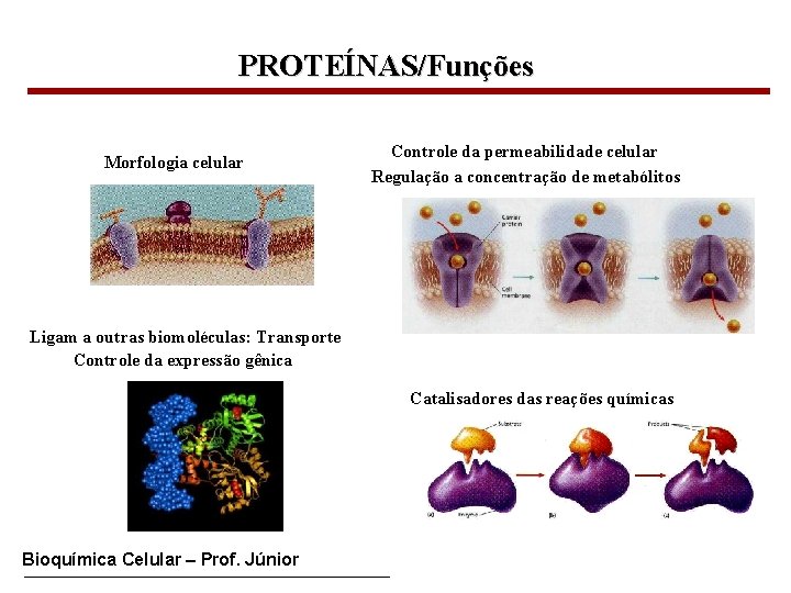 PROTEÍNAS/Funções Morfologia celular Controle da permeabilidade celular Regulação a concentração de metabólitos Ligam a