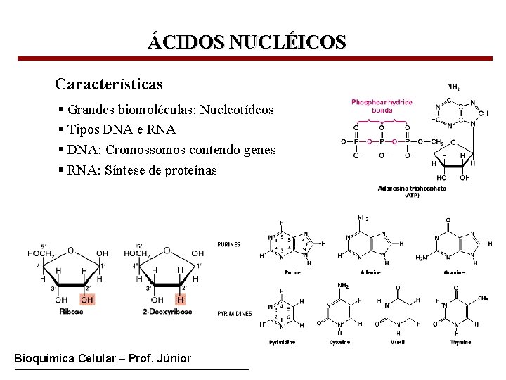 ÁCIDOS NUCLÉICOS Características § Grandes biomoléculas: Nucleotídeos § Tipos DNA e RNA § DNA: