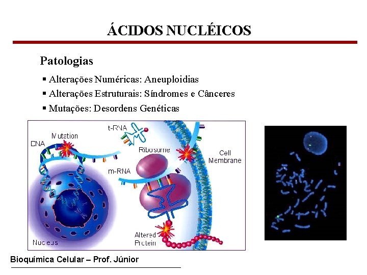 ÁCIDOS NUCLÉICOS Patologias § Alterações Numéricas: Aneuploidias § Alterações Estruturais: Síndromes e Cânceres §