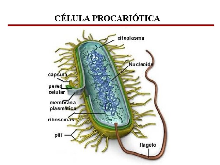 CÉLULA PROCARIÓTICA Bioquímica Celular – Prof. Júnior 