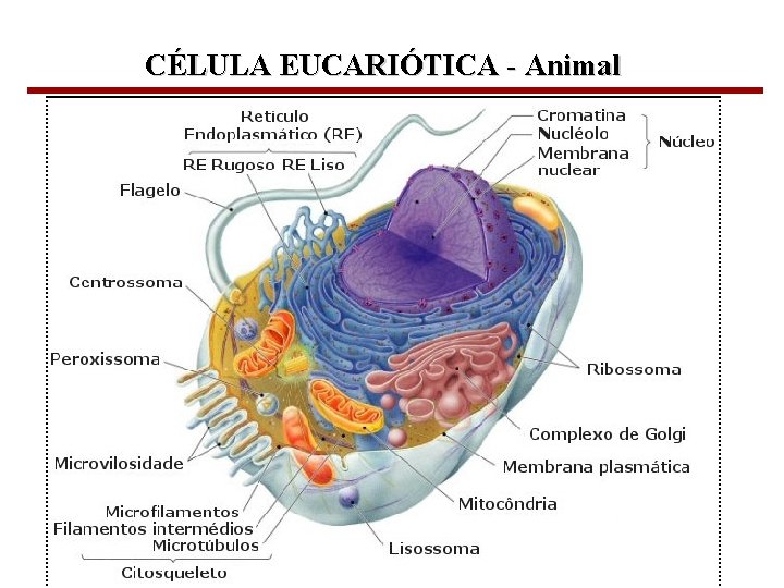 CÉLULA EUCARIÓTICA - Animal Bioquímica Celular – Prof. Júnior 