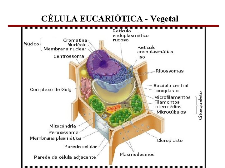 CÉLULA EUCARIÓTICA - Vegetal Bioquímica Celular – Prof. Júnior 