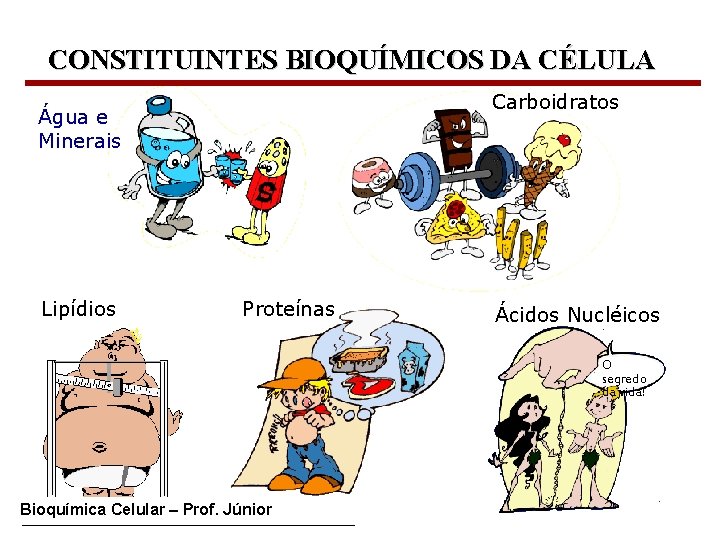 CONSTITUINTES BIOQUÍMICOS DA CÉLULA Carboidratos Água e Minerais Lipídios Proteínas Ácidos Nucléicos O segredo