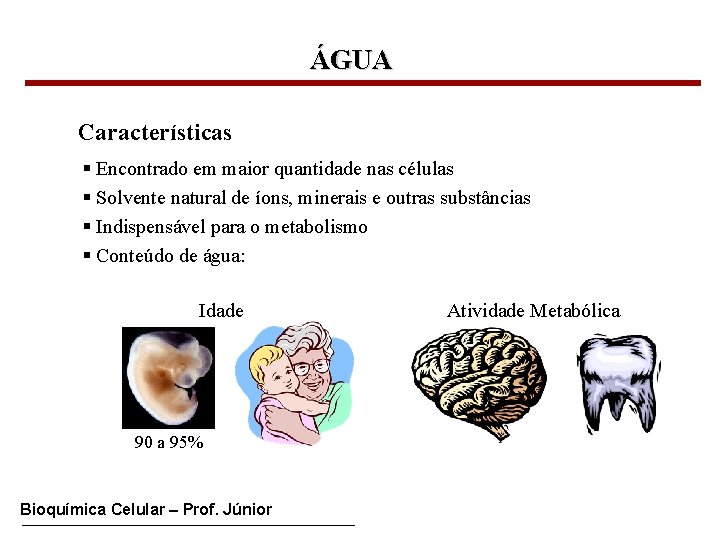 ÁGUA Características § Encontrado em maior quantidade nas células § Solvente natural de íons,