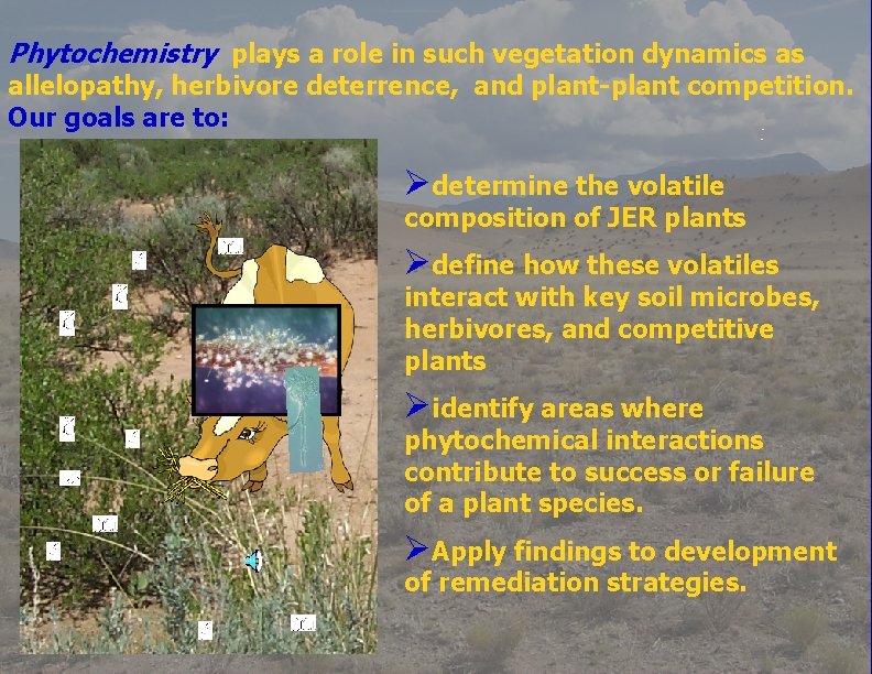 Phytochemistry plays a role in such vegetation dynamics as allelopathy, herbivore deterrence, and plant-plant