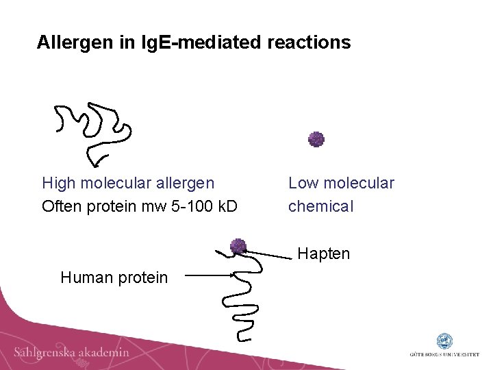 Allergen in Ig. E-mediated reactions High molecular allergen Often protein mw 5 -100 k.