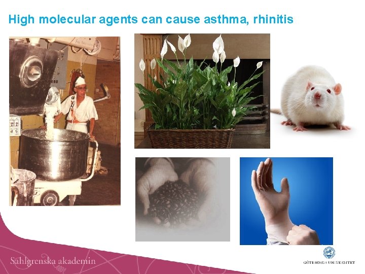 High molecular agents can cause asthma, rhinitis 