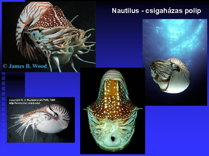 Nautilus - csigaházas polip 