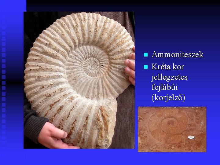 n n Ammoniteszek Kréta kor jellegzetes fejlábúi (korjelző) 