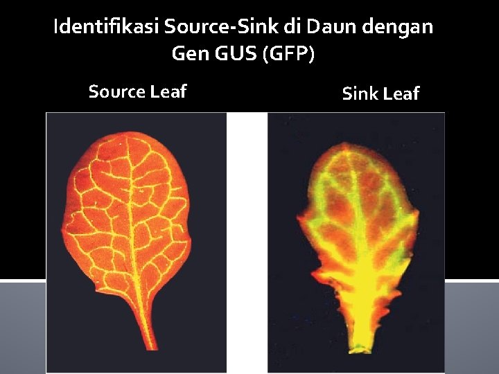 Identifikasi Source-Sink di Daun dengan Gen GUS (GFP) Source Leaf Sink Leaf 