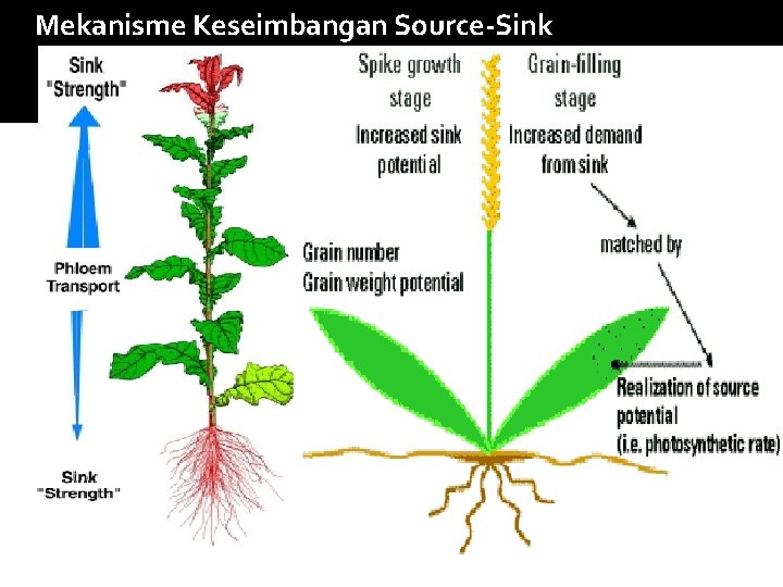 Mekanisme Keseimbangan Source-Sink 