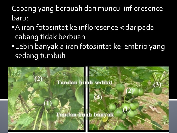 Cabang yang berbuah dan muncul infloresence baru: • Aliran fotosintat ke infloresence < daripada