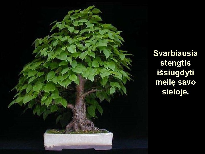 Svarbiausia stengtis išsiugdyti meilę savo sieloje. Svarbiausia stengtis išsiugdyti meilę savo sieloje.