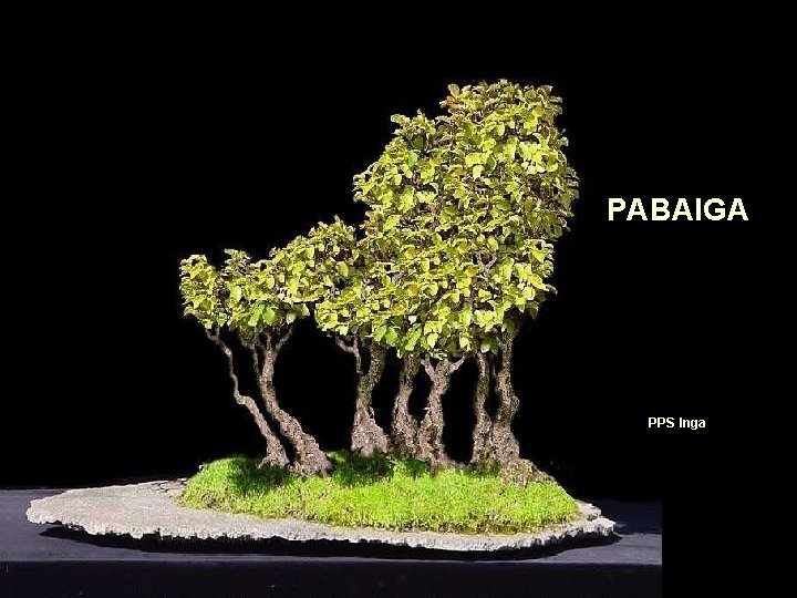 PABAIGA PPS Inga PABAIGA PPS Inga
